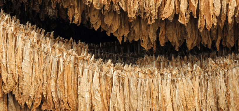 Der Tabak für die Havanna Zigarre trocknet circa 7 Wochen.